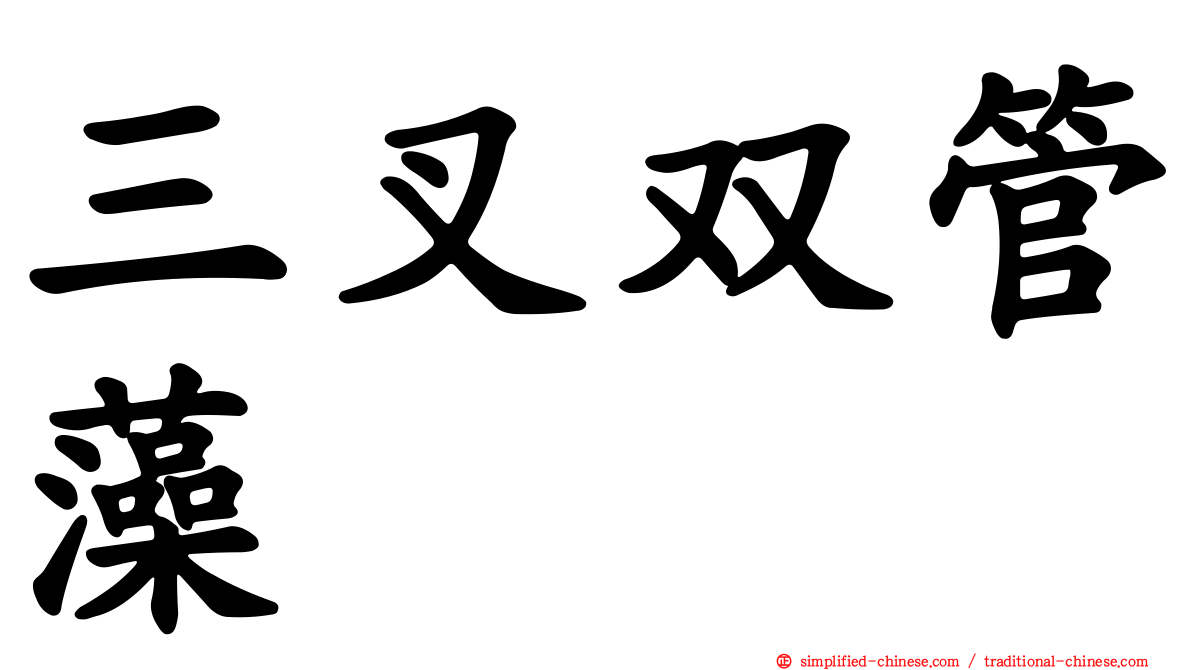 三叉双管藻