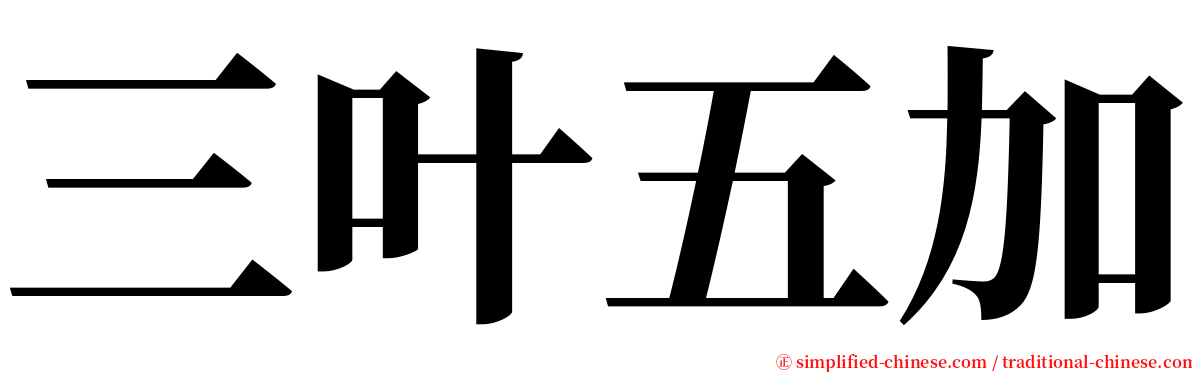 三叶五加 serif font