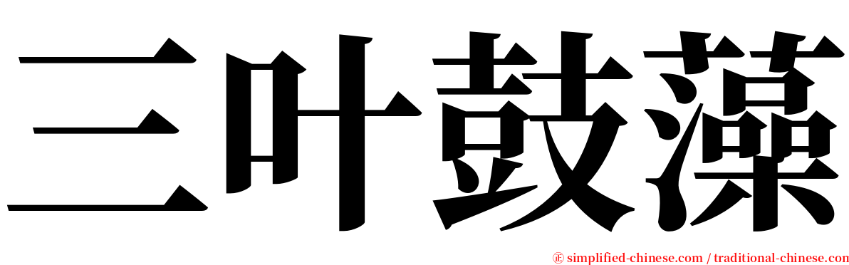 三叶鼓藻 serif font