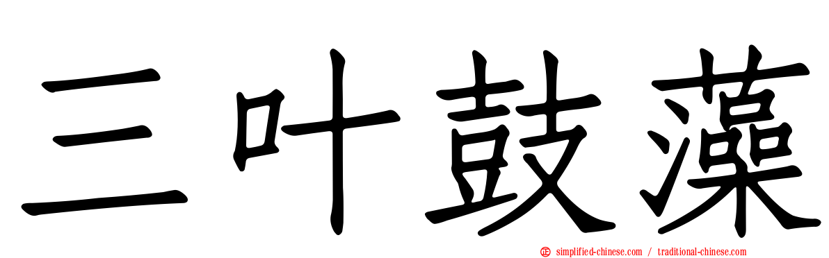 三叶鼓藻