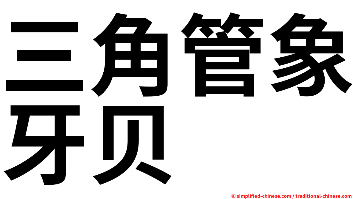 三角管象牙贝