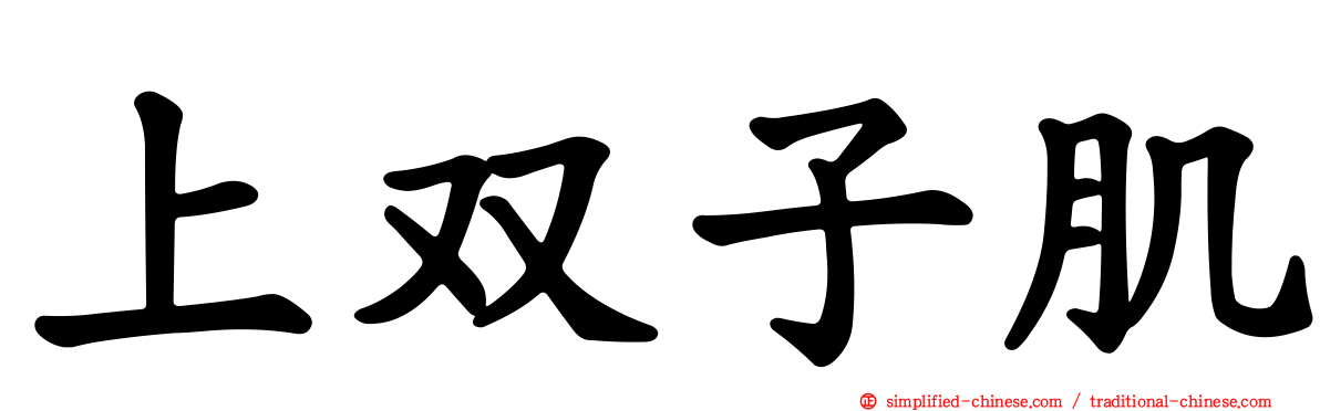上双子肌