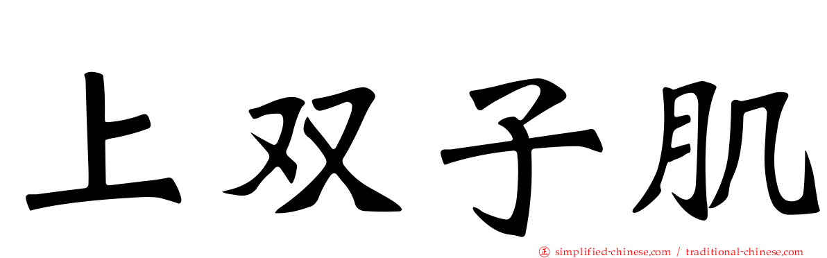 上双子肌