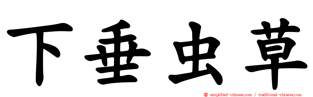 下垂虫草