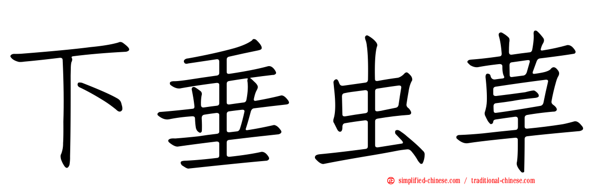 下垂虫草