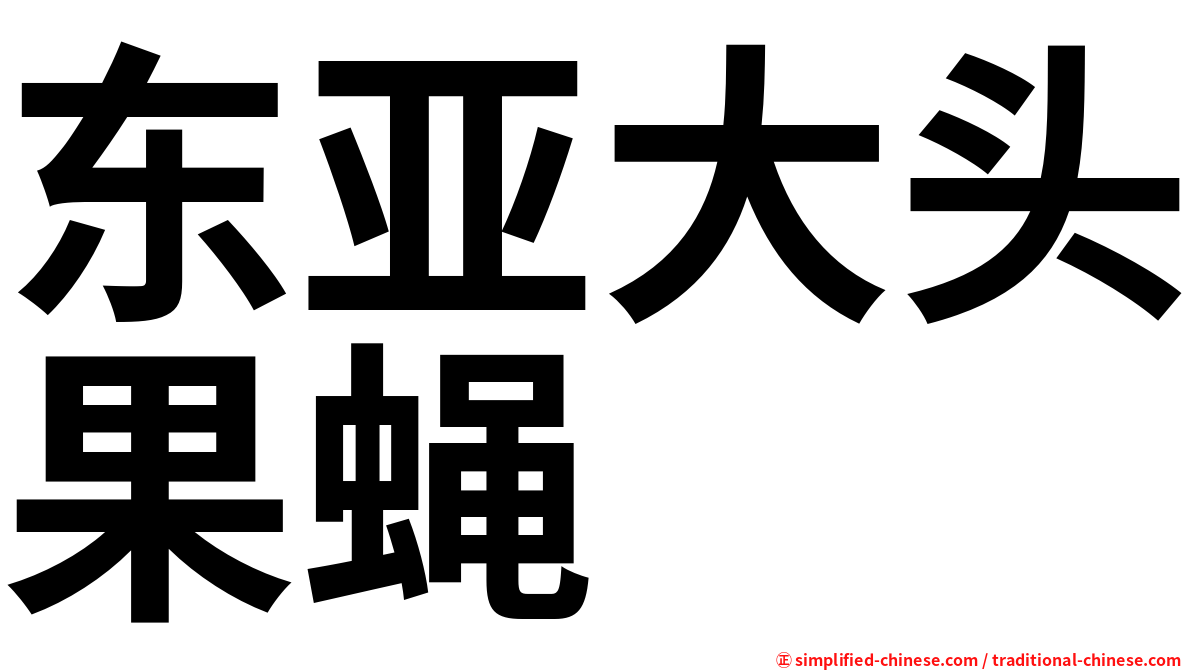 东亚大头果蝇