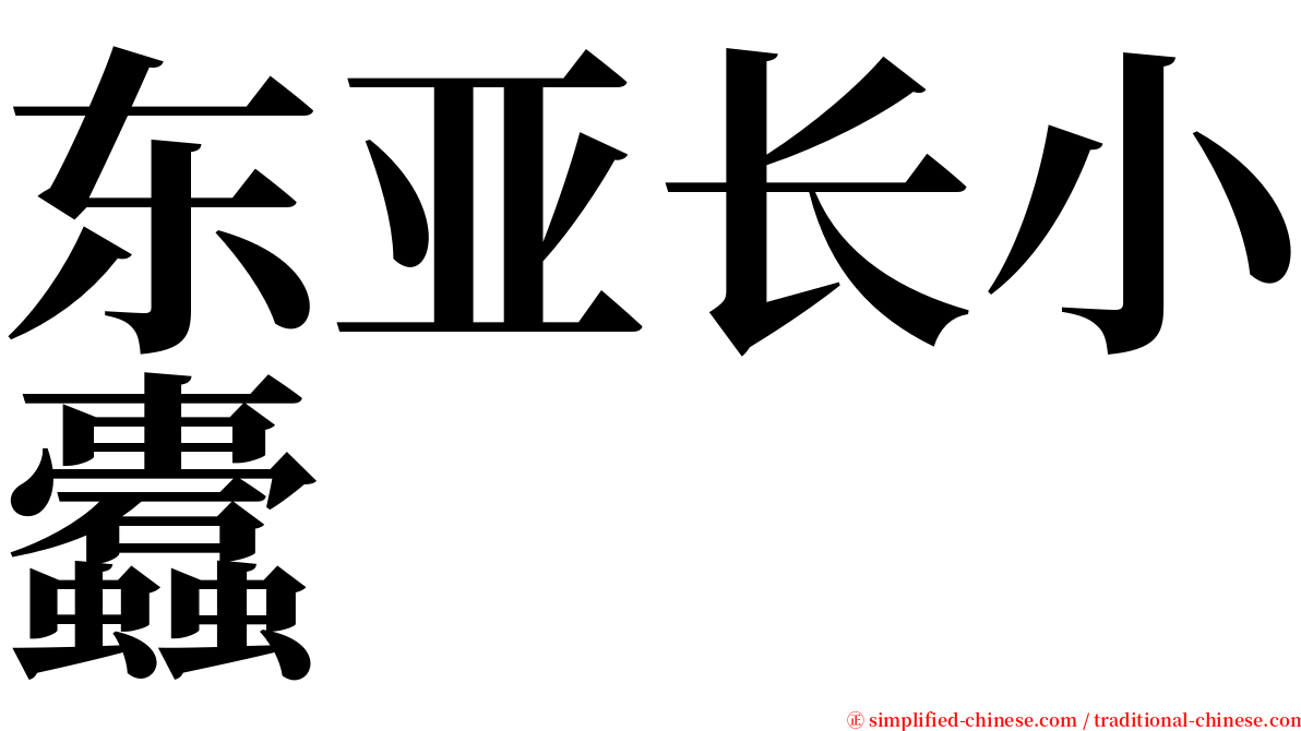东亚长小蠹 serif font