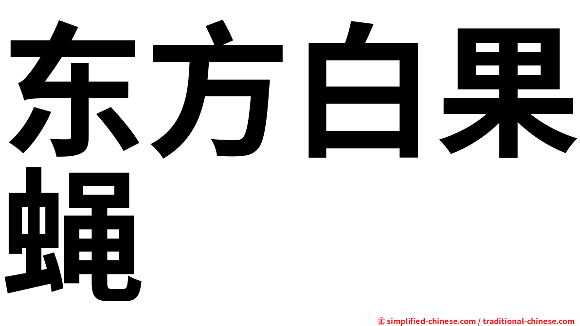 东方白果蝇