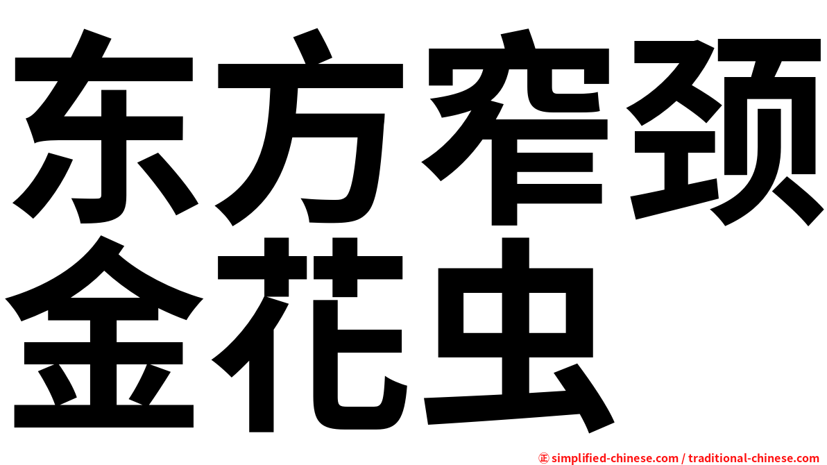 东方窄颈金花虫