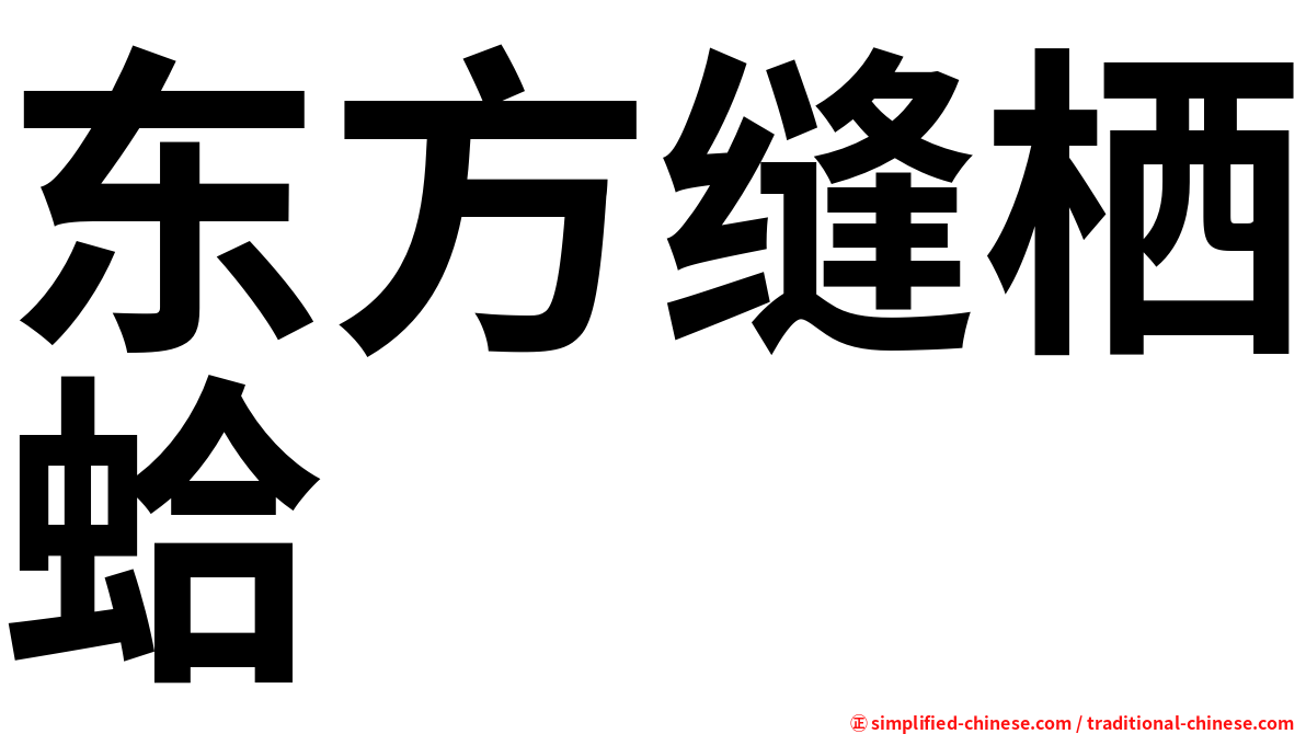 东方缝栖蛤