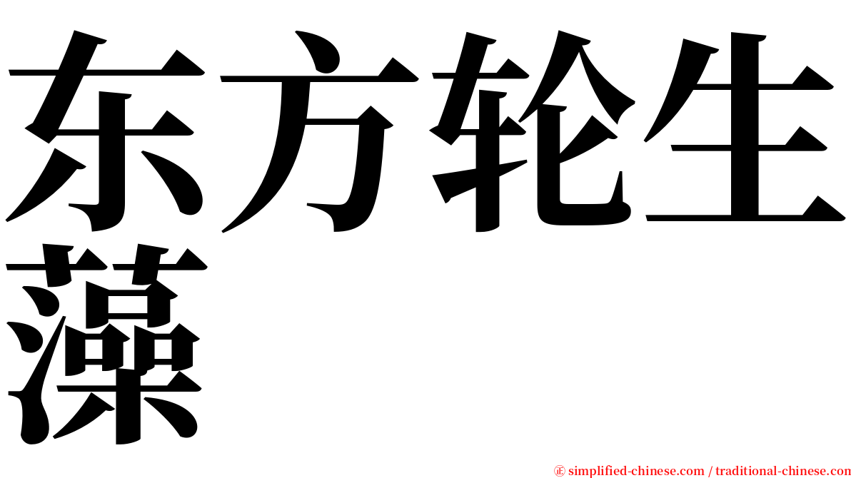 东方轮生藻 serif font