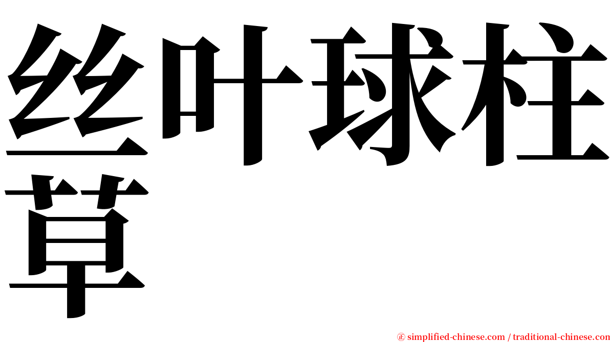 丝叶球柱草 serif font