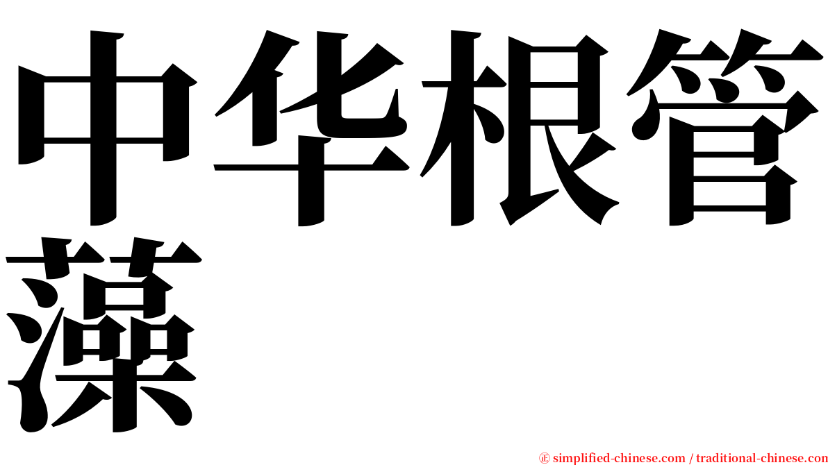 中华根管藻 serif font