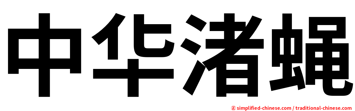 中华渚蝇