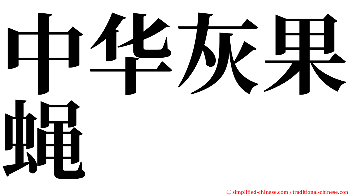 中华灰果蝇 serif font
