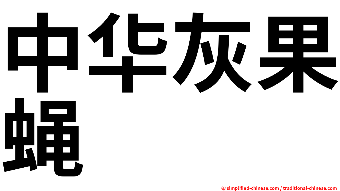 中华灰果蝇