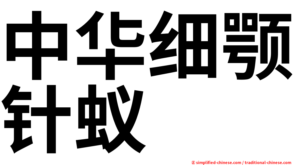 中华细颚针蚁