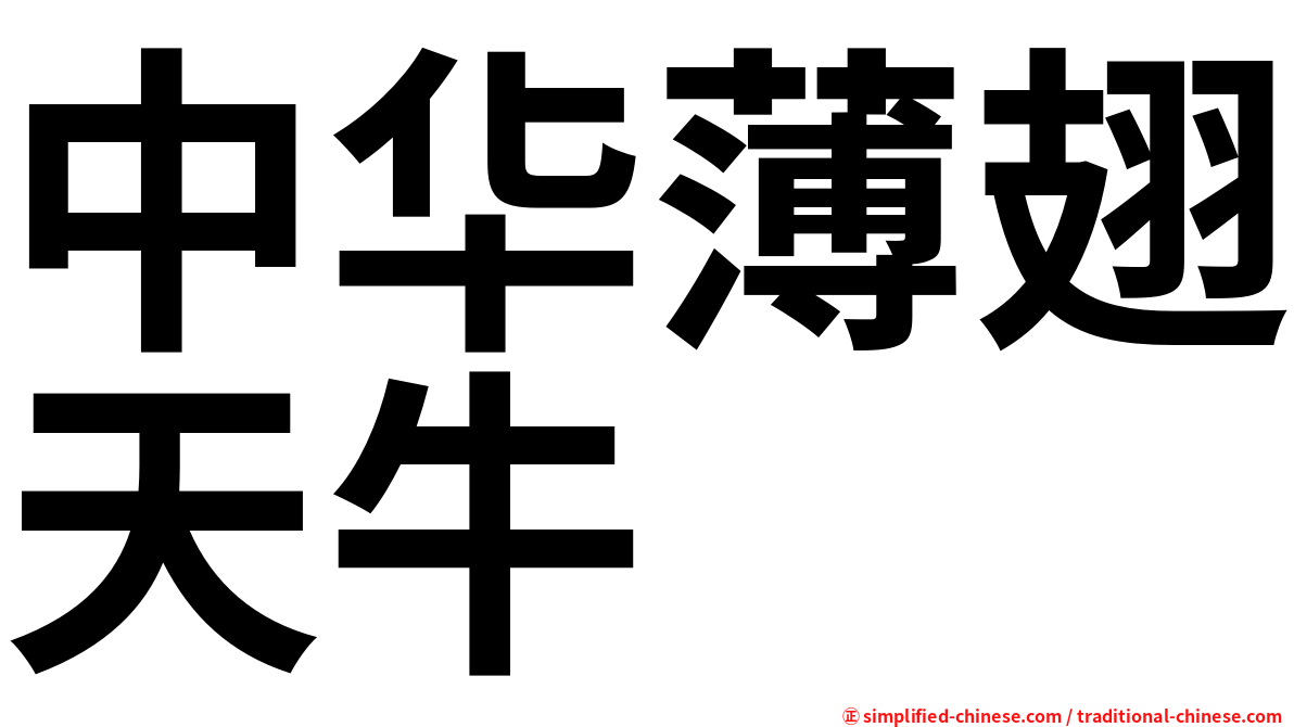 中华薄翅天牛