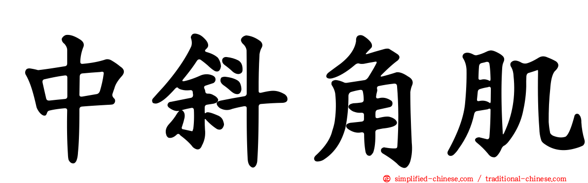 中斜角肌