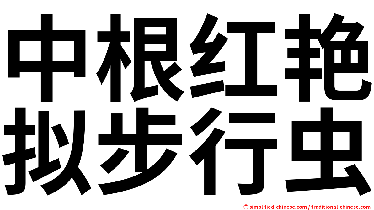 中根红艳拟步行虫