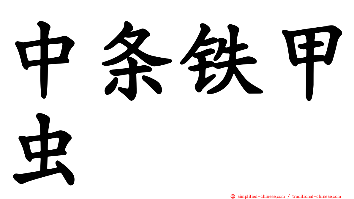 中条铁甲虫
