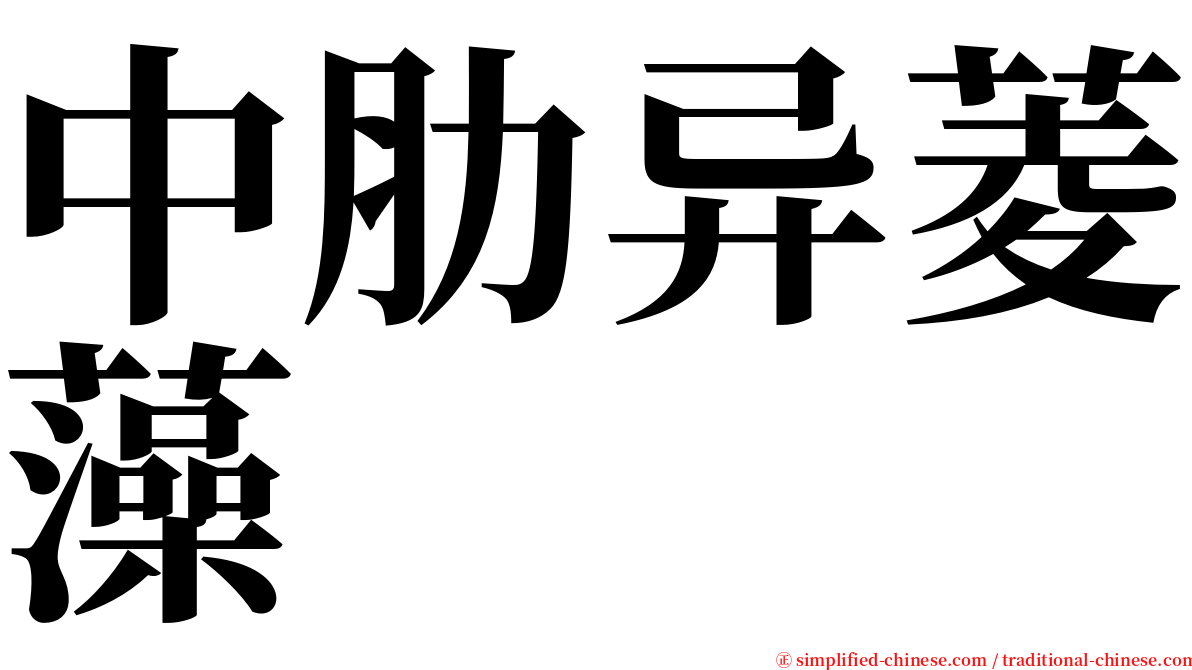中肋异菱藻 serif font