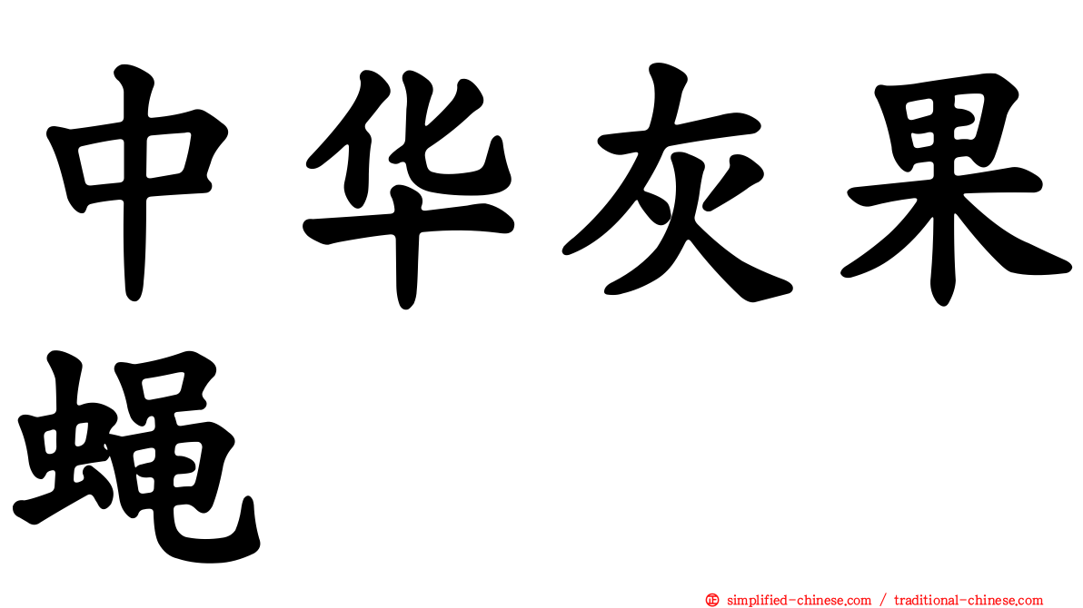 中华灰果蝇