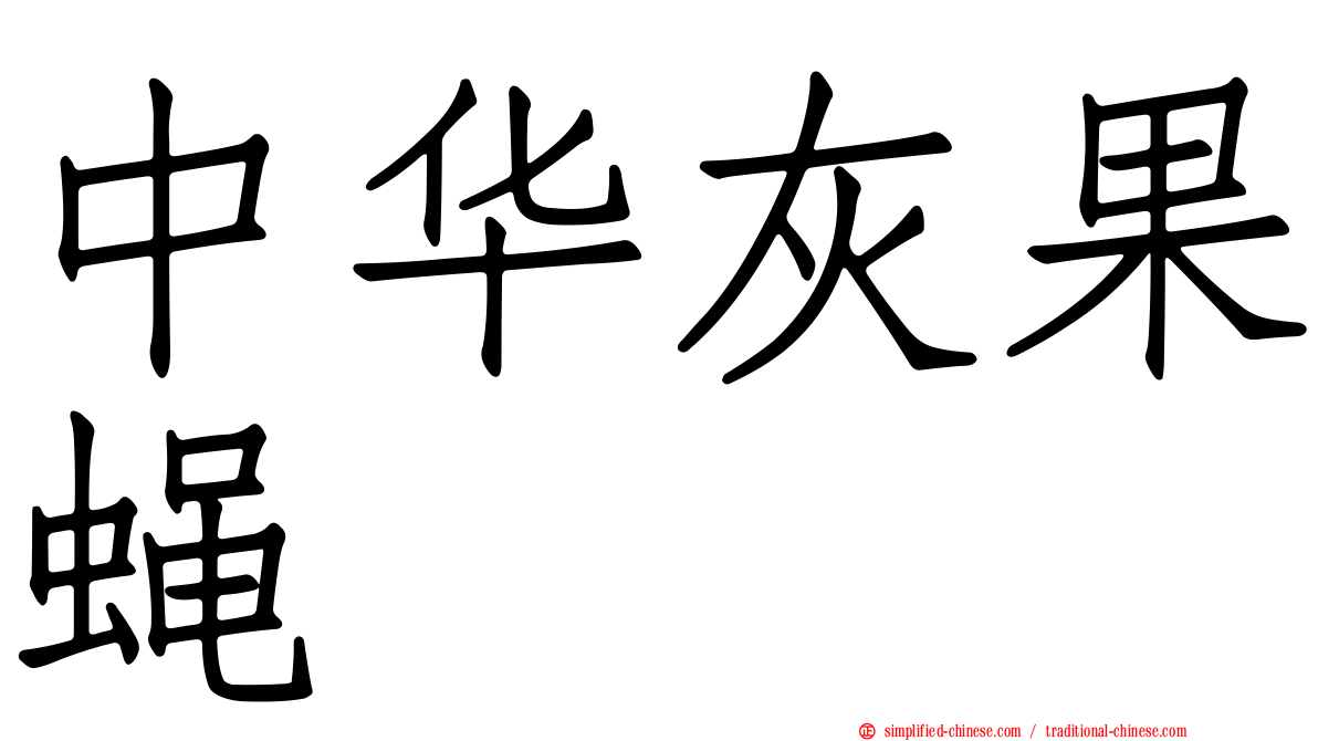 中华灰果蝇