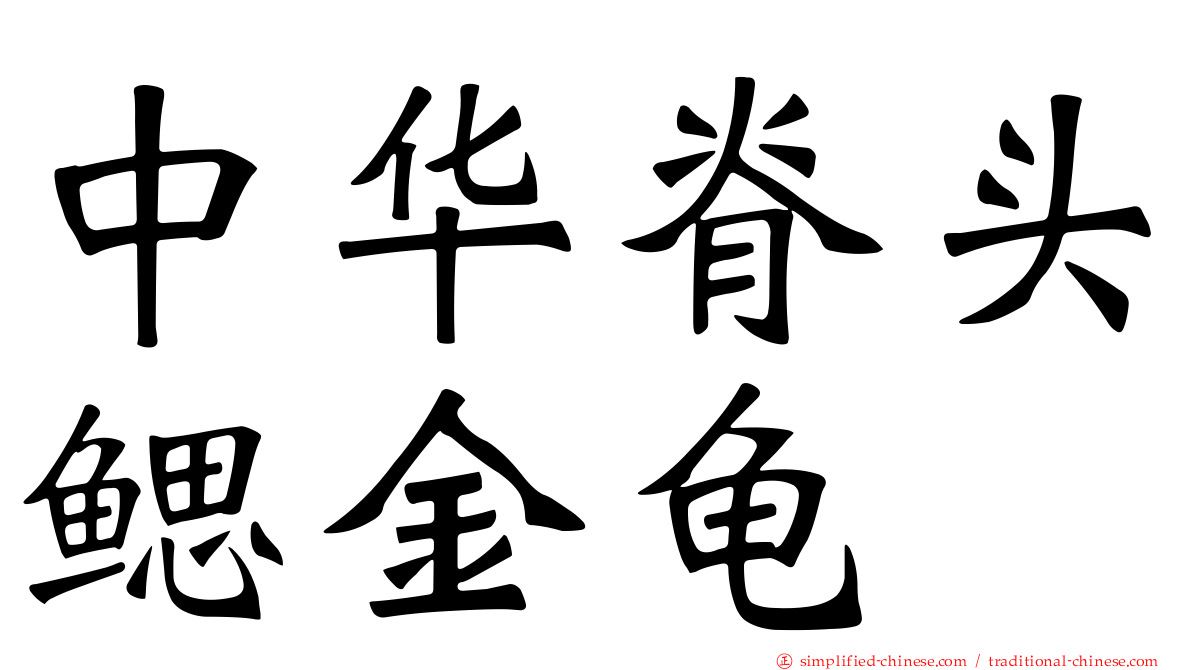 中华脊头鳃金龟
