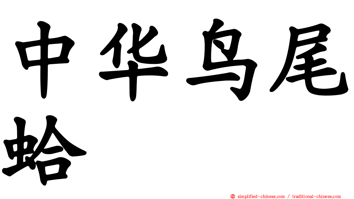 中华鸟尾蛤