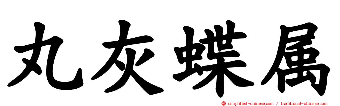 丸灰蝶属