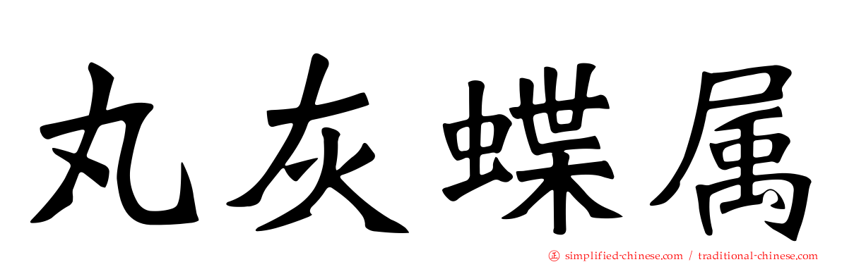 丸灰蝶属