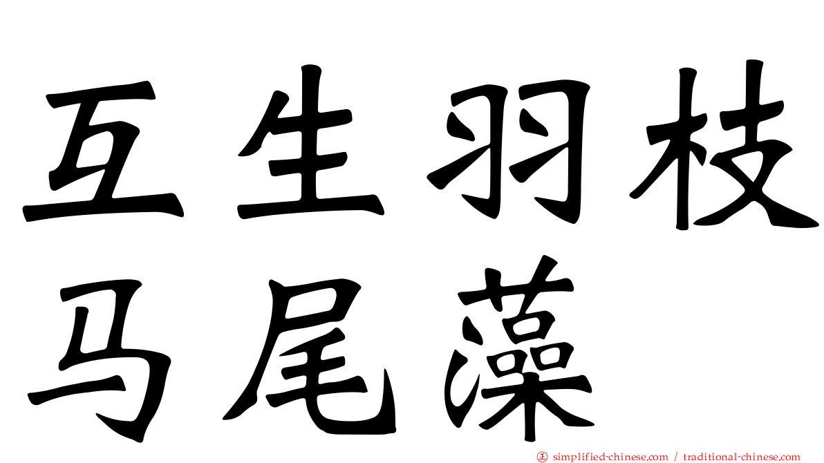 互生羽枝马尾藻