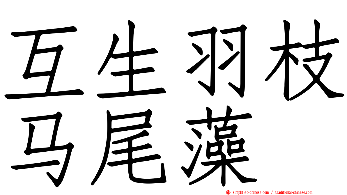 互生羽枝马尾藻