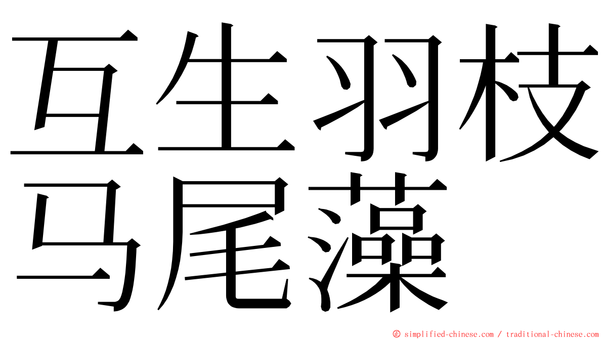 互生羽枝马尾藻 ming font
