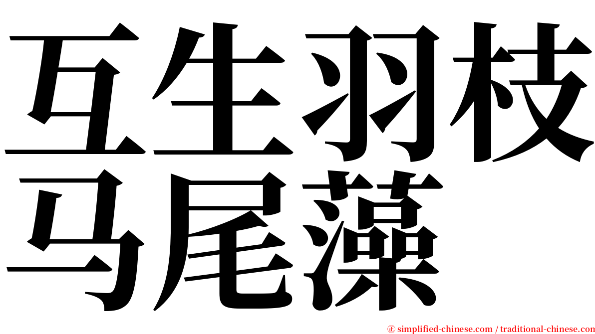 互生羽枝马尾藻 serif font