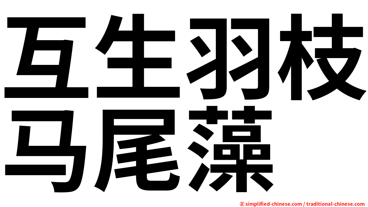 互生羽枝马尾藻