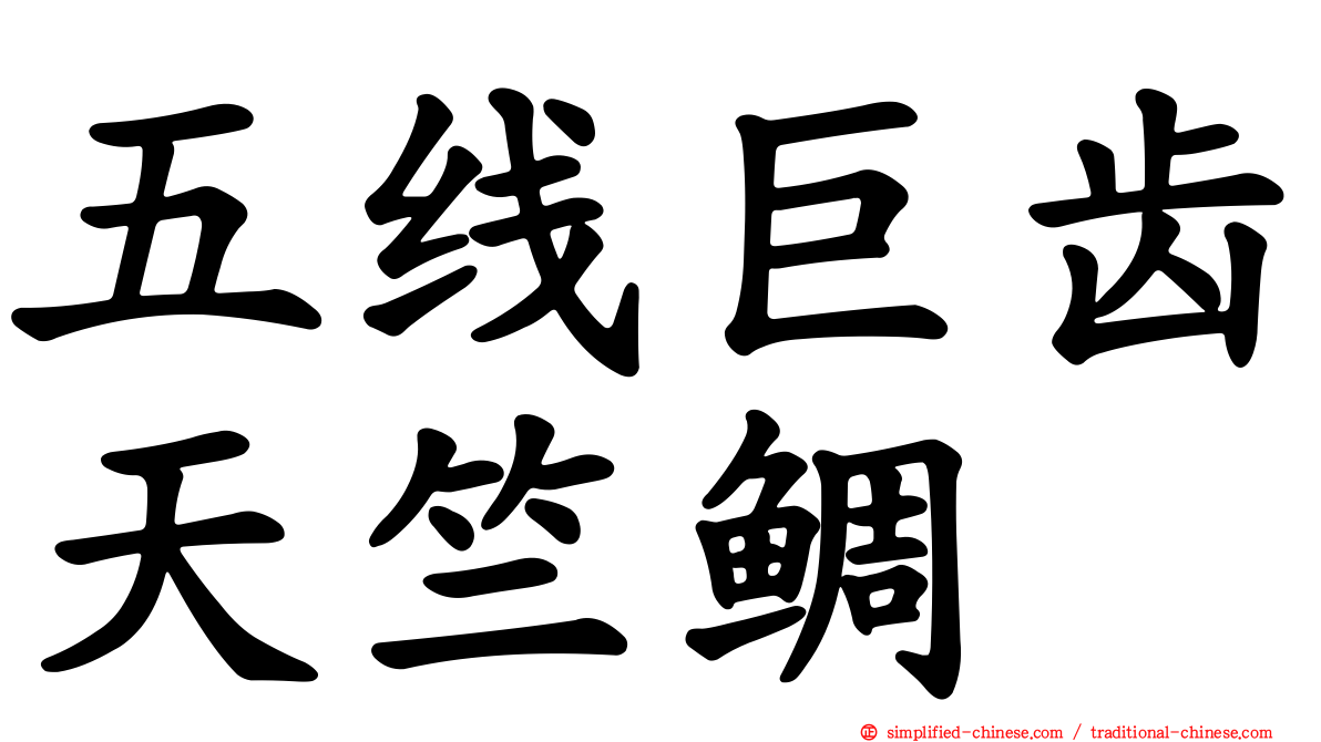 五线巨齿天竺鲷