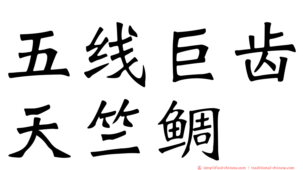 五线巨齿天竺鲷