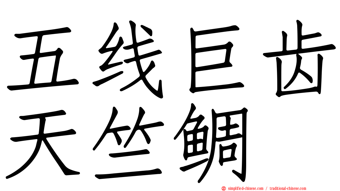五线巨齿天竺鲷