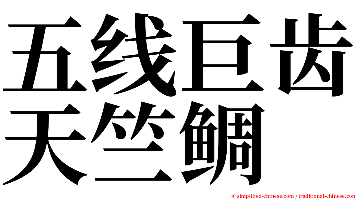 五线巨齿天竺鲷 serif font