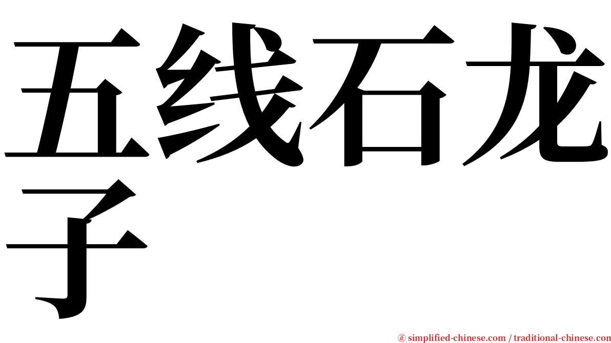 五线石龙子 serif font