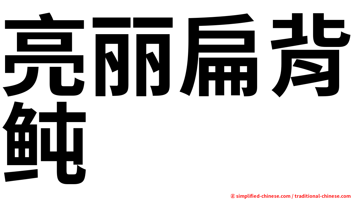 亮丽扁背鲀