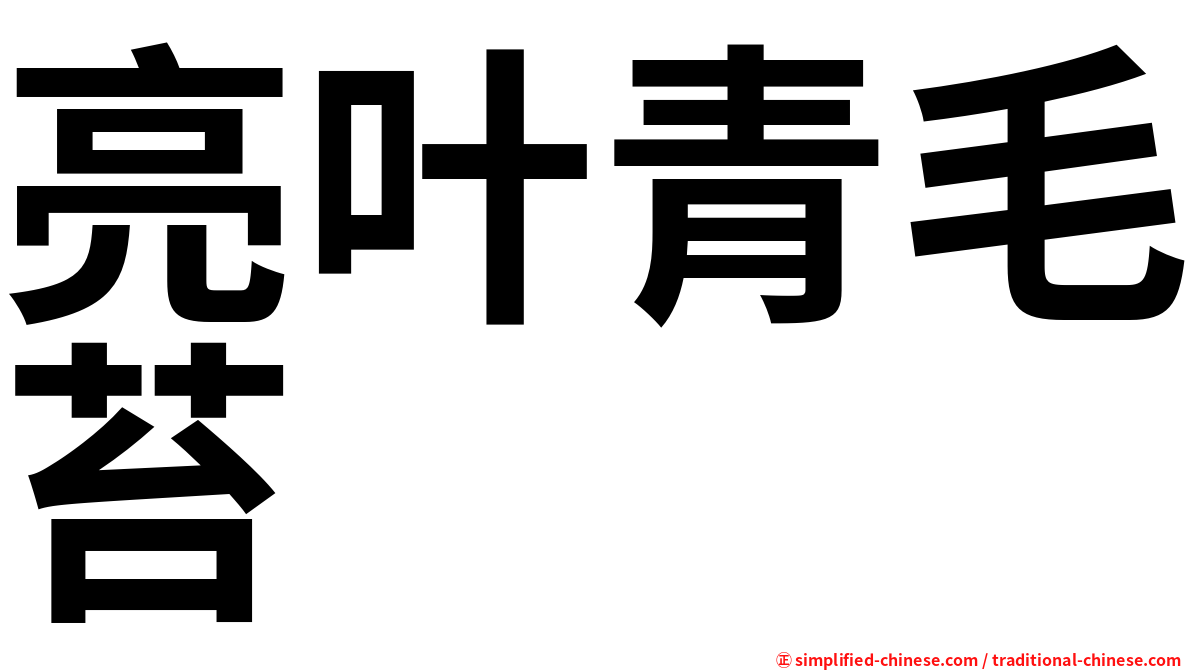 亮叶青毛苔