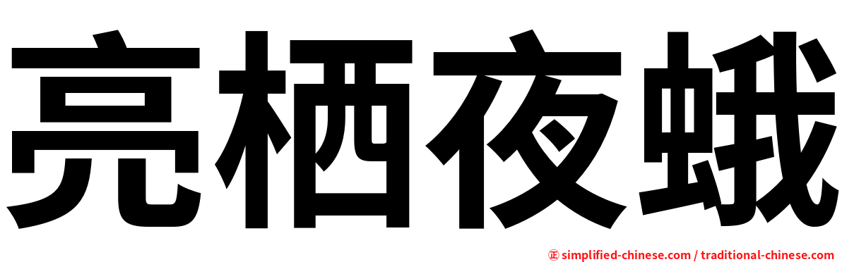 亮栖夜蛾