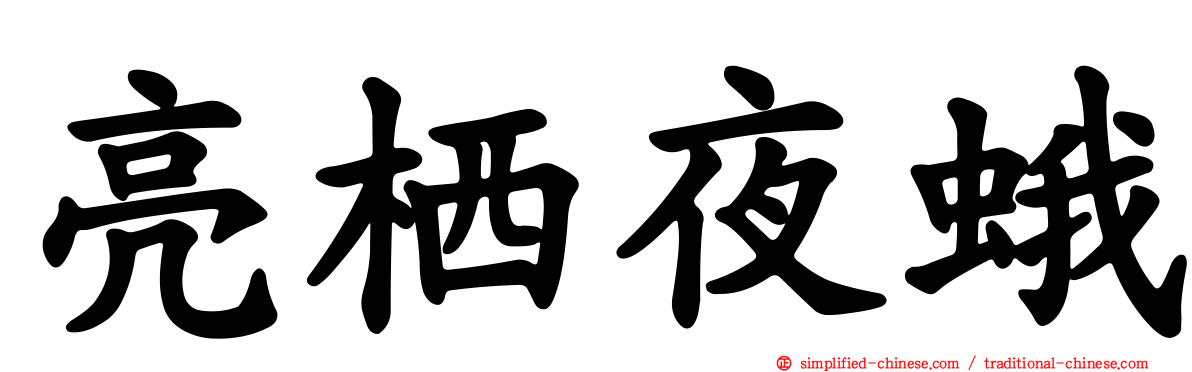 亮栖夜蛾
