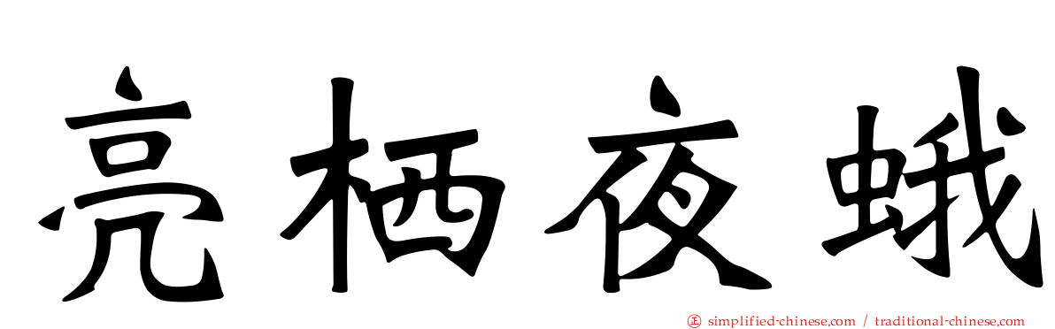 亮栖夜蛾