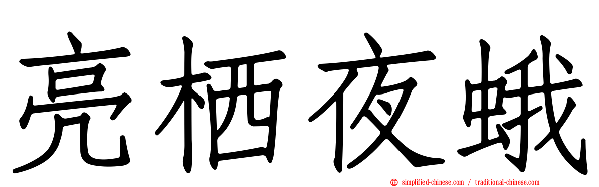 亮栖夜蛾