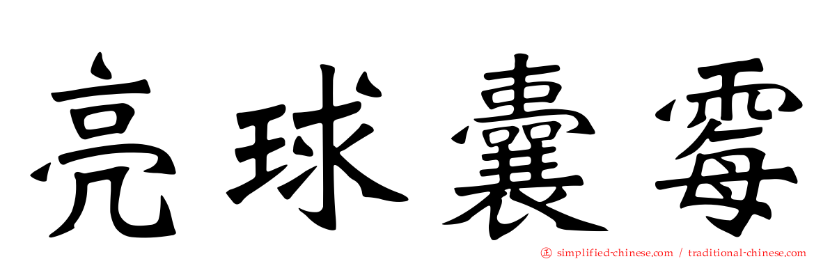 亮球囊霉