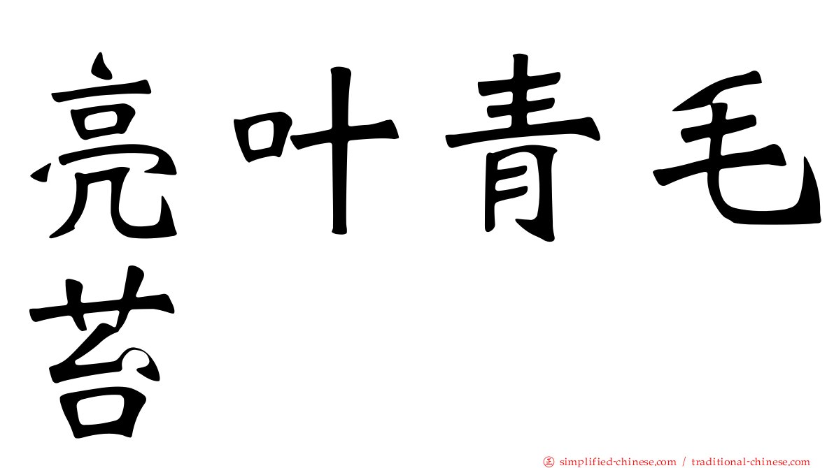 亮叶青毛苔
